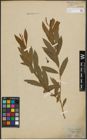 Foto von Salix purpurea L. x Salix viminalis L.